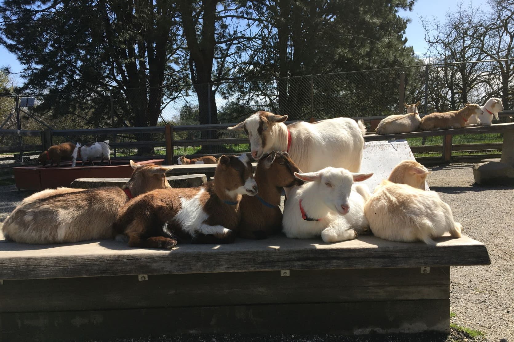A herd of goats lying together in the sun on a concrete platform in the farmyard, with more goats on a bench behind.