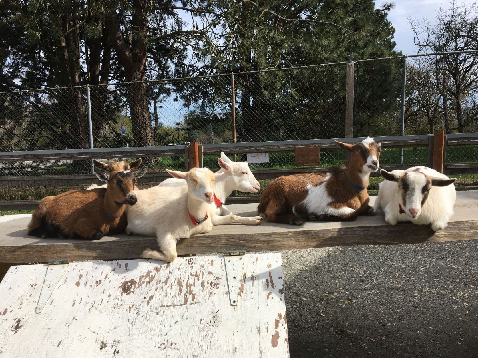Five goats resting on a low wooden platform beside a wire fence, with trees behind.
