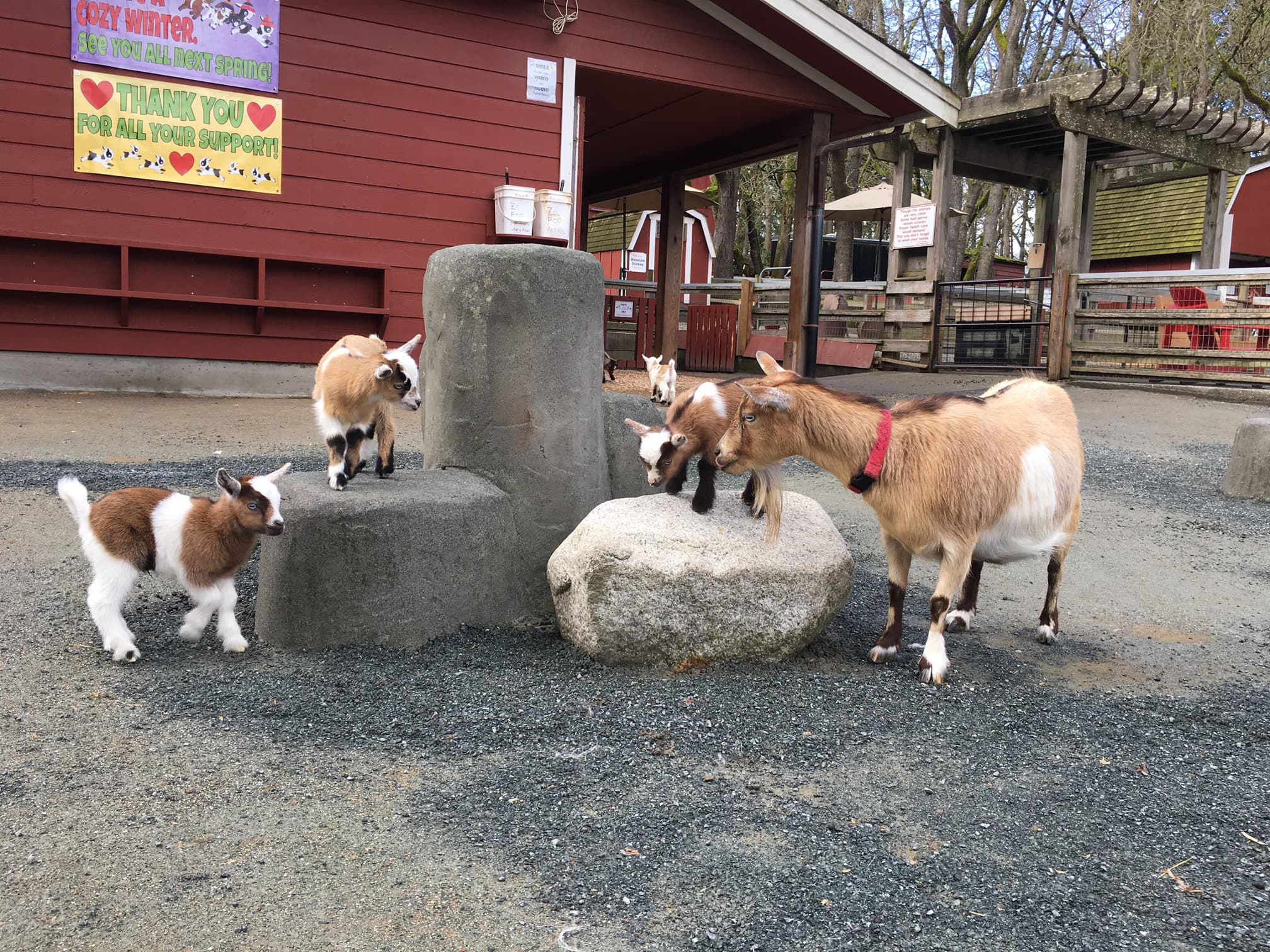 The farmyard with red-painted barn buildings and a covered gate, and five goats standing on rocks in the gravel yard.