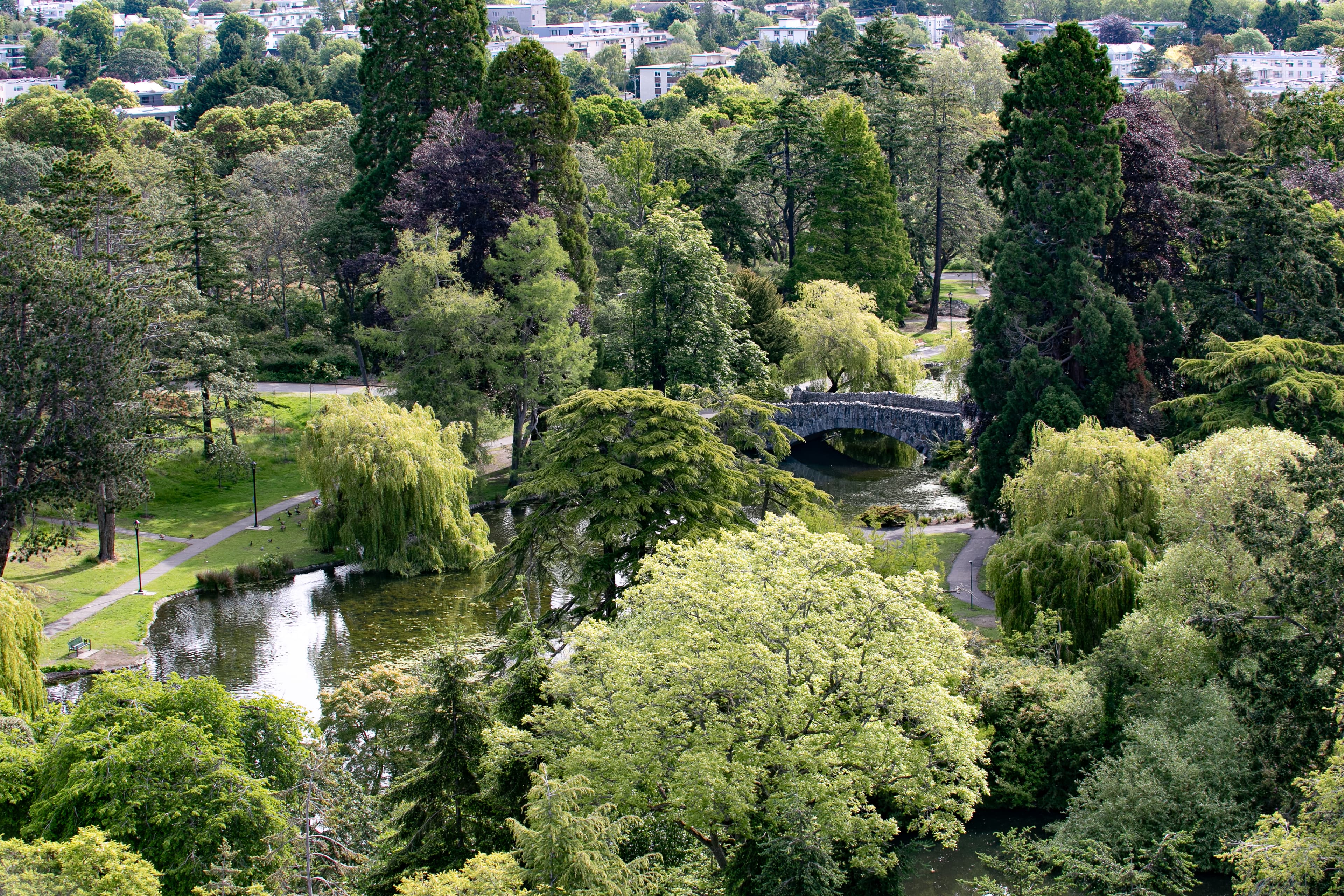 A bird's eye view of Beacon Hill Park. Lush trees and green grass surround a peaceful pond.